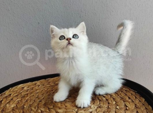 Kedi Değil Özel Genetik Kedi İsteyenlere Ns11 görsel