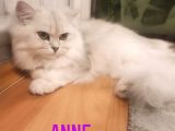 Kedi Değil Özel Genetik Kedi İsteyenlere Ns11