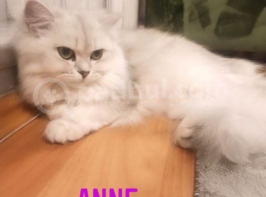 Kedi Değil Özel Genetik Kedi İsteyenlere Ns11 görsel