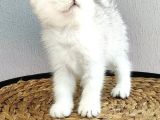 Kedi Değil Özel Genetik Kedi İsteyenlere NS11