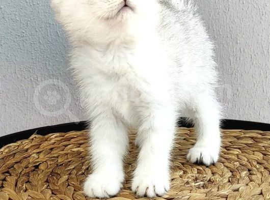 Kedi Değil Özel Genetik Kedi İsteyenlere Ns11