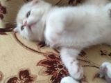 Scottish Shorthair