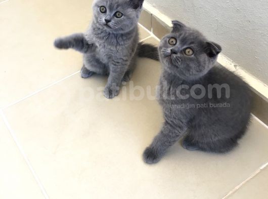 British Shorthair görsel