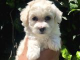 Bal Rengi Özel Irk Maltipoo