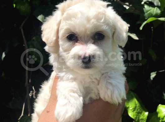 Bal Rengi Özel Irk Maltipoo görsel
