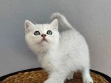 Kedi Değil Özel Genetik Kedi İsteyenlere Ns11