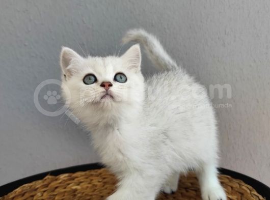 Kedi Değil Özel Genetik Kedi İsteyenlere Ns11 görsel