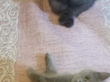 Aa Kalite Safkan Dişi British Shorthair Yavrularımız