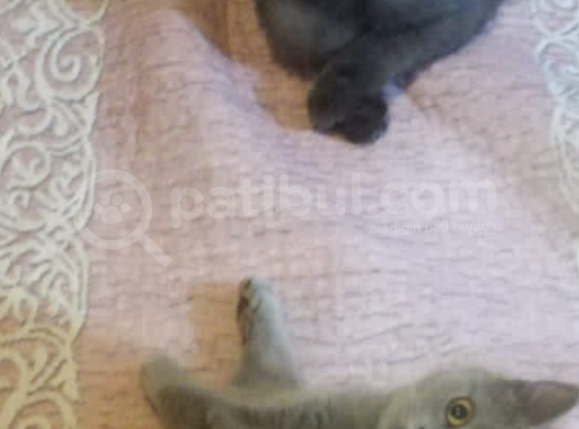 Aa Kalite Safkan Dişi British Shorthair Yavrularımız görsel