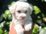 Dizayn Irk Maviş Maltipoo Yavrumuz