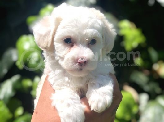 Dizayn Irk Maviş Maltipoo Yavrumuz görsel