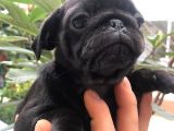 Pug Mops