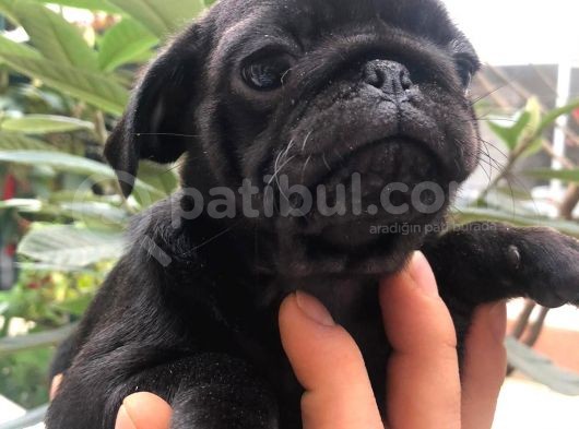 Pug Mops görsel