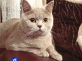 Aa Kalite Safkan Dişi British Shorthair Yavrularımız