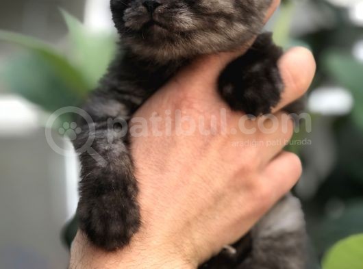 British Shorthair