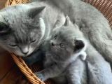 1 Buçuk Aylık Son 1 Erkek Yavru British Shorthair