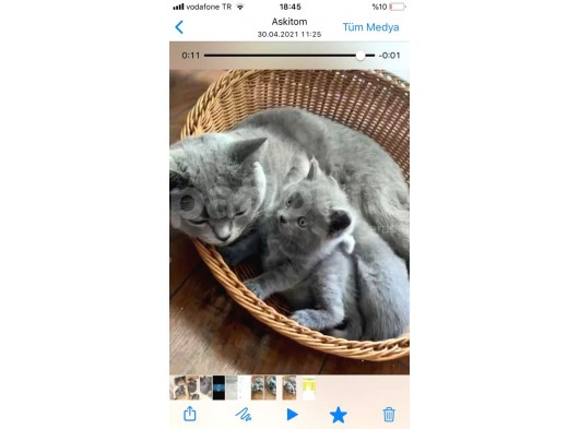 1 Buçuk Aylık Son 1 Erkek Yavru British Shorthair