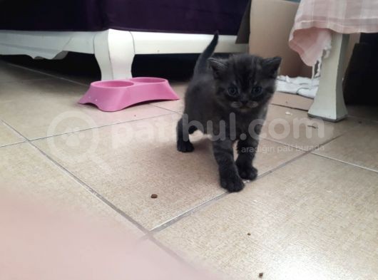 British Shorthair görsel