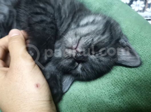 British Shorthair görsel