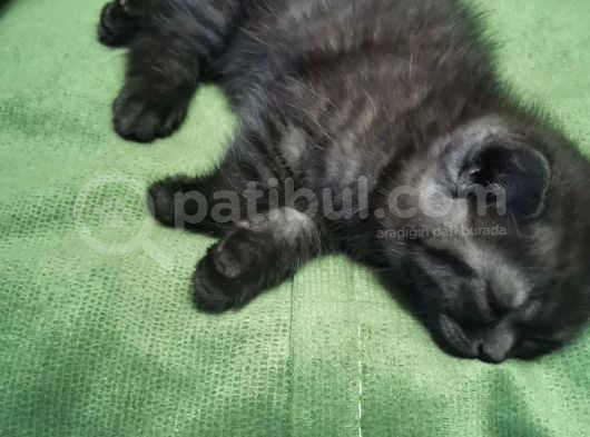 British Shorthair görsel
