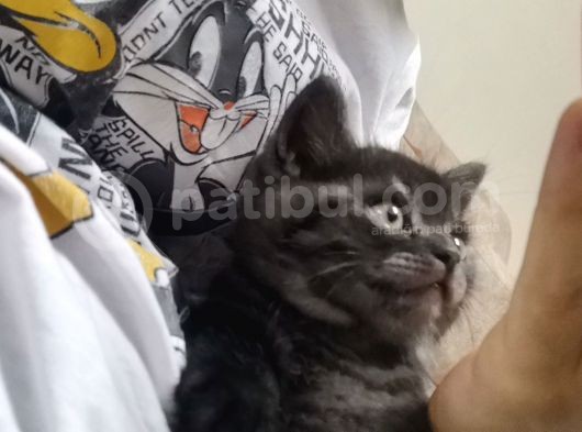 British Shorthair görsel