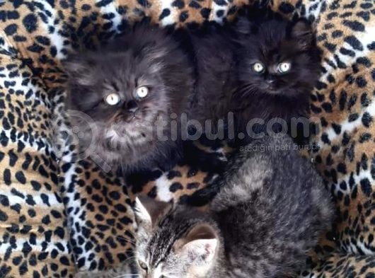 British Longhair