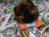 Pomerian Boo