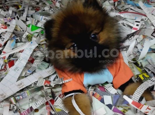 Pomerian Boo görsel