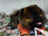 Pomerian Boo