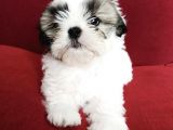 Irk Ve Sağlık Garantili Shih Tzu Yavrularımız