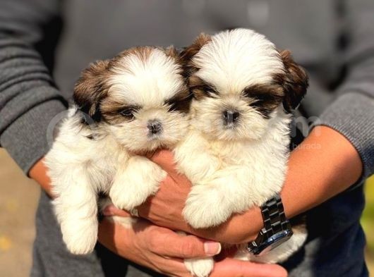 Irk Ve Sağlık Garantili Shih Tzu Yavrularımız görsel