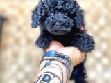 Siyah Toy Poodle Yavrular