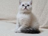 British Shorthair Yavrular ( Chocolate & Lynx Point )