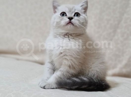 British Shorthair Yavrular ( Chocolate & Lynx Point ) görsel