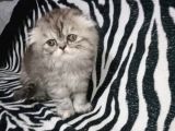 Scottish Fold Wiskas Dişi