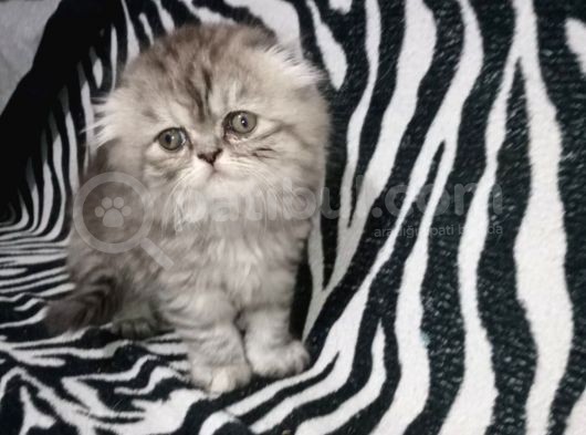 Scottish Fold Wiskas Dişi görsel
