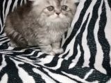 Scottish Fold Wiskas Dişi