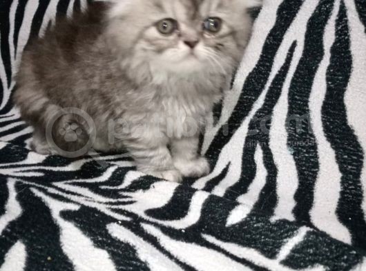Scottish Fold Wiskas Dişi