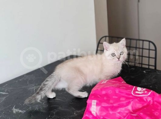 British Shorthair Yavrular ( Chocolate & Lynx Point )