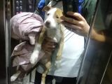 2 Aylık Pitbull Rednos Acil Sahiplendirme