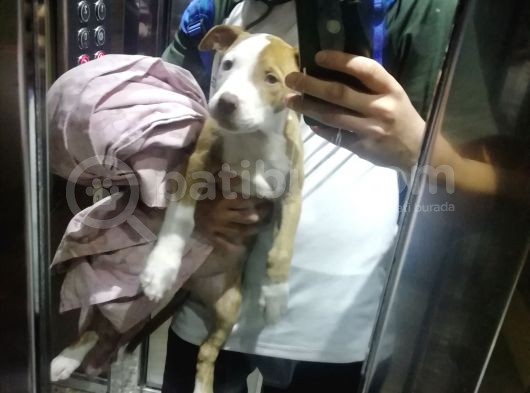 2 Aylık Pitbull Rednos Acil Sahiplendirme