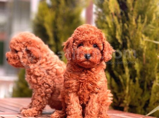 Toy Poodle Yavrular (Red,Red Brown,Apricot,Silver,Siyah) görsel