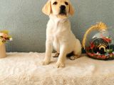 Fci Secereli Labrador Retriever