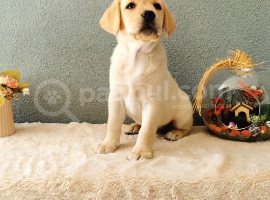 Fci Secereli Labrador Retriever görsel