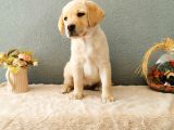 Fci Secereli Labrador Retriever