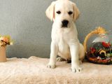 Fci Secereli Labrador Retriever