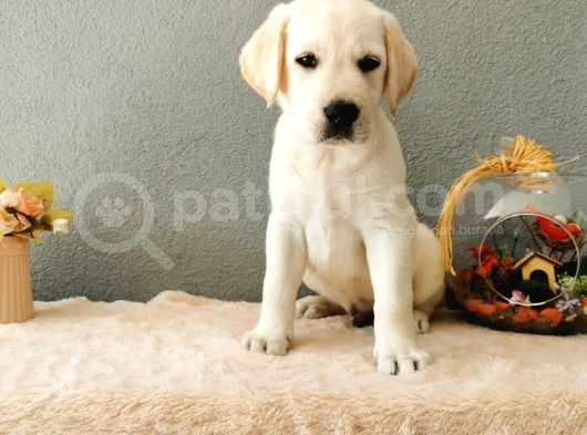 Fci Secereli Labrador Retriever görsel