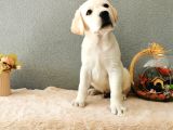Fci Secereli Labrador Retriever