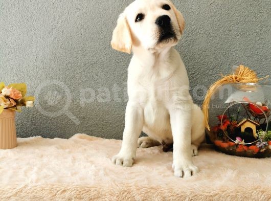 Fci Secereli Labrador Retriever görsel