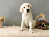 Fci Secereli Labrador Retriever